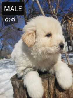 Great Pyrenees puppies 