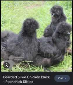 In search of Silkies