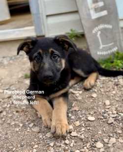 German Shepherd Puppies