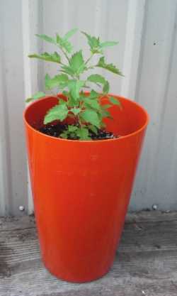 Potted Catnip Plant