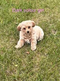 PooChon Puppies