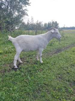 Dairy goat