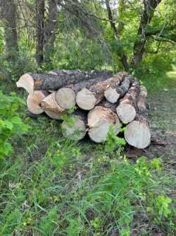 Spruce Saw Logs