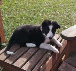 Female Border Collie Pup