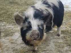 KuneKune Boars