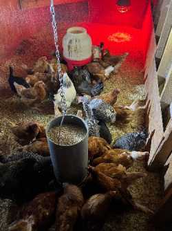 Laying hens for sale