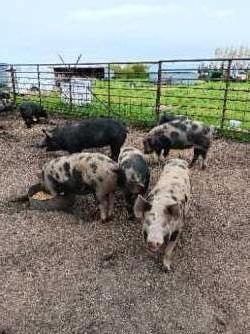 Butcher Pigs 