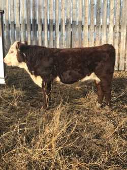 Hereford bull calfs