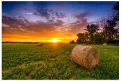 Hay for Sale