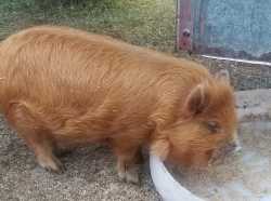 KuneKune Piglet 