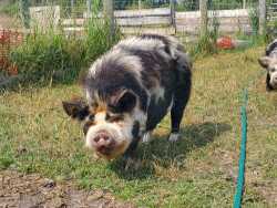 Registered KuneKune Boar