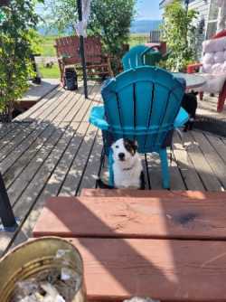 Blue heeler border collie