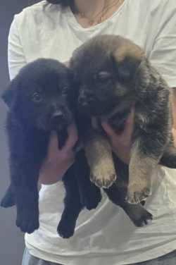 Puppies for Rehoming