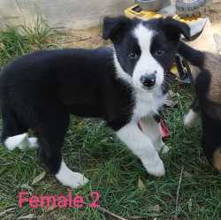 Border Collie Puppies