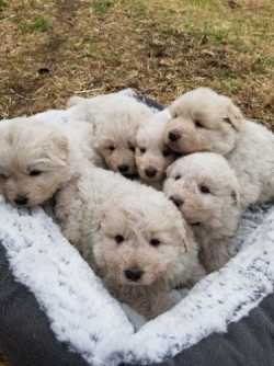 Great Pyrenees puppies 