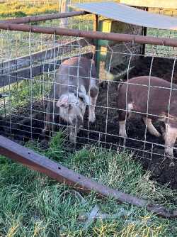 Hereford Gilts