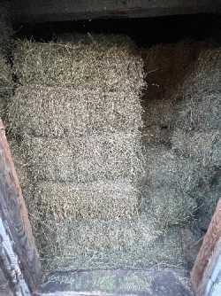 Square hay bales 