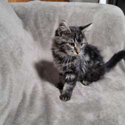 Kittens to Give Away