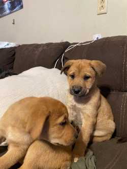 Puppy for Giveaway 