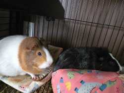 2 Female Guinea Pigs