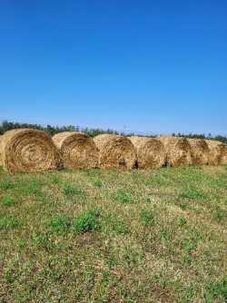 Hay for Sale