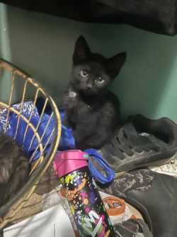 Kittens to give away