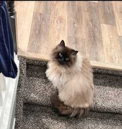 Ragdoll Cat 