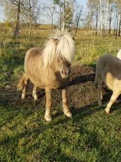 Mini Horses