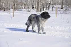 Newfie/Pyrenees REHOME