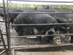 Berkshire sow