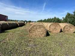 Grass hay for sale